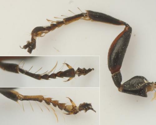 Oryttus sp.